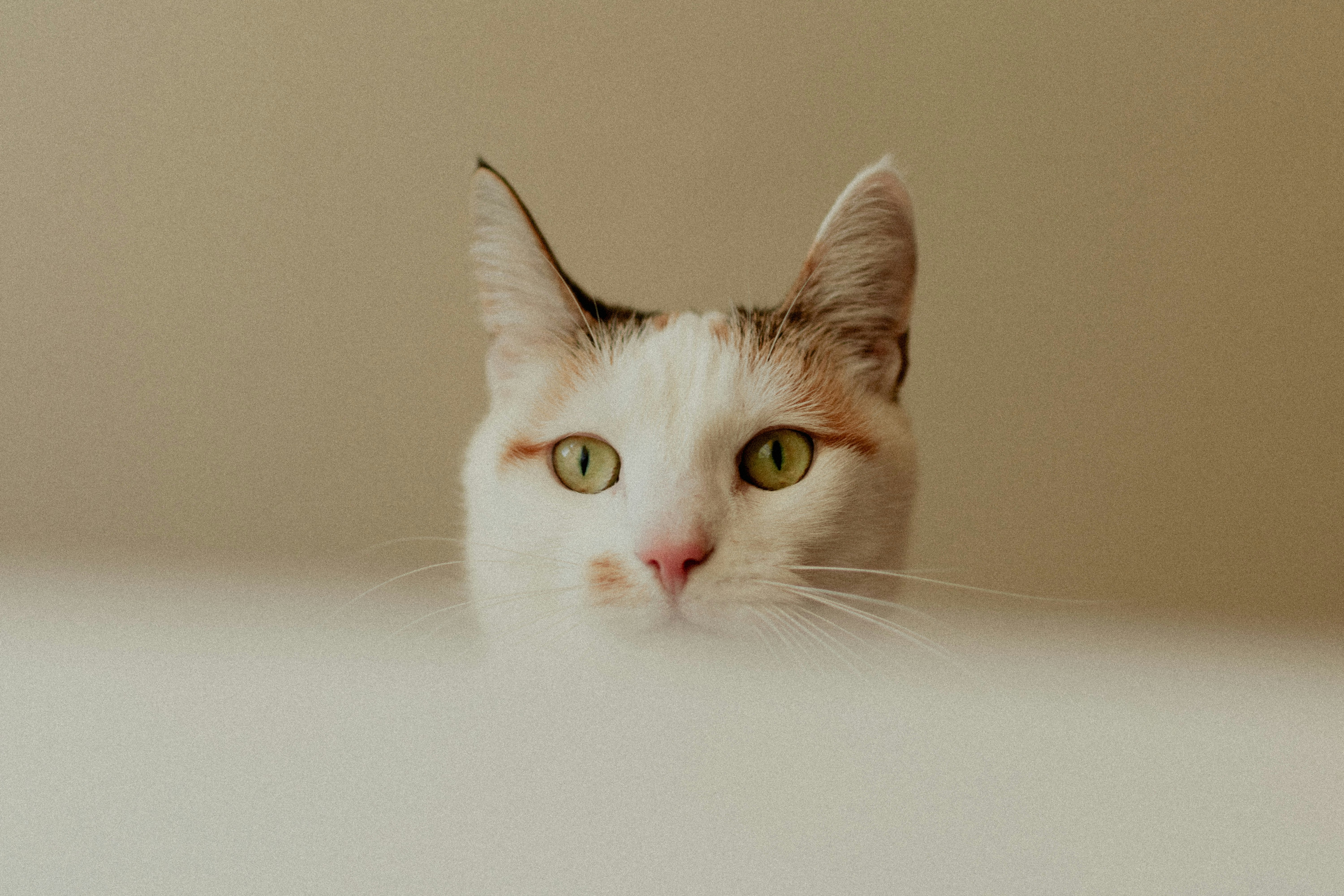 防关联浏览器免费版